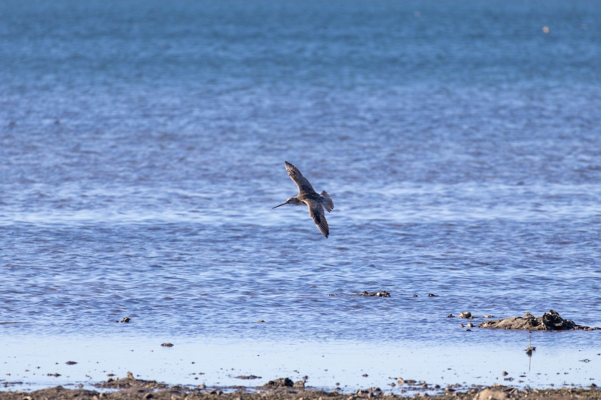Bar-tailed Godwit (Siberian) - ML639047228