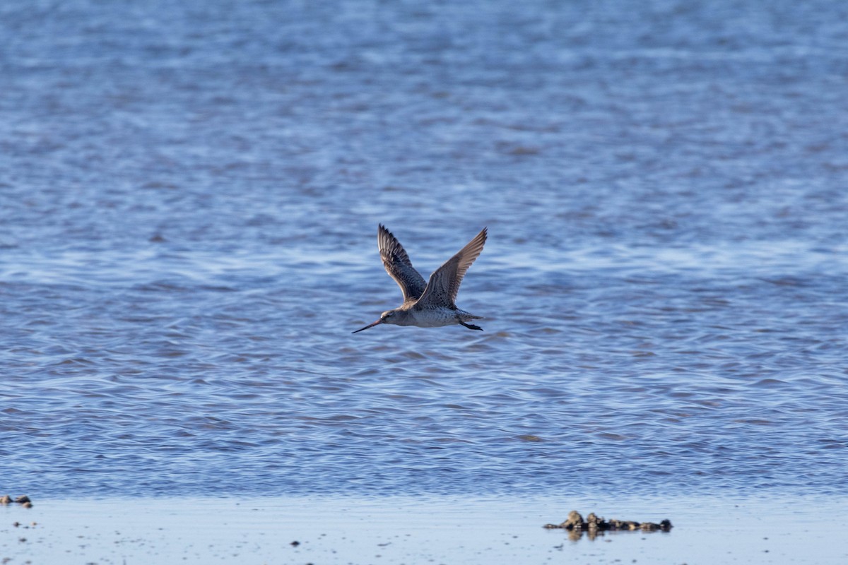 Bar-tailed Godwit (Siberian) - ML639047229