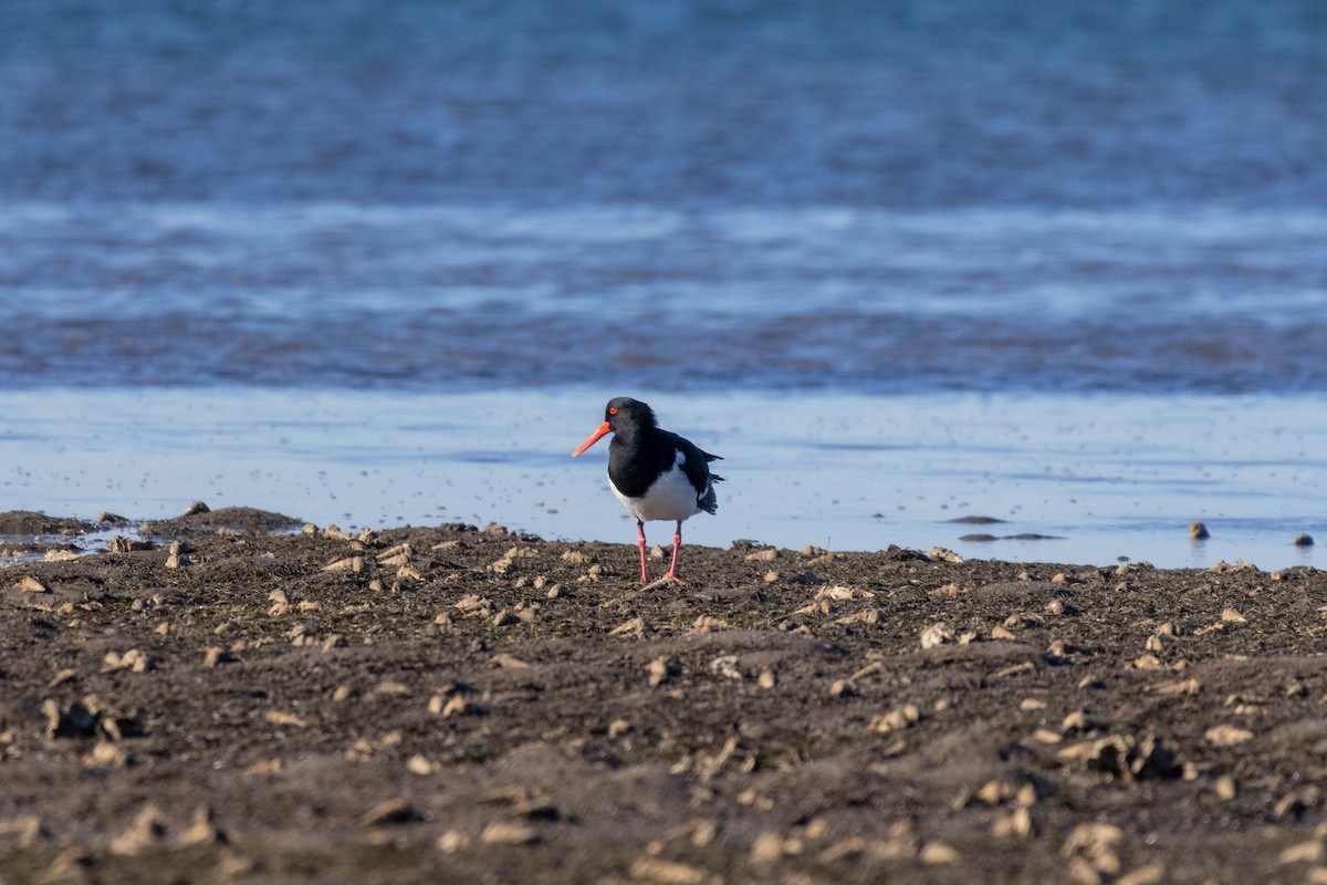 Pied Oystercatcher - ML639047234