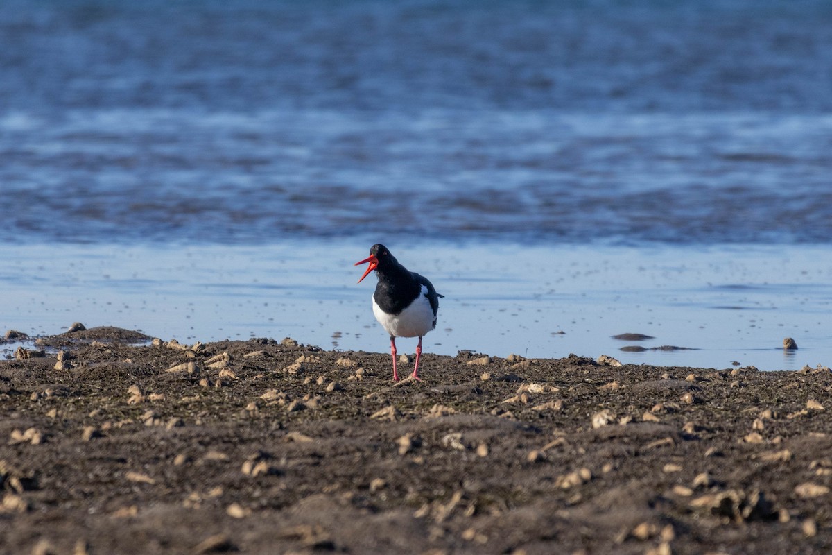 Pied Oystercatcher - ML639047235