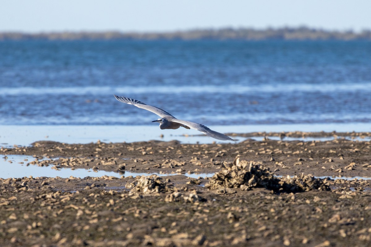 White-faced Heron - ML639047240