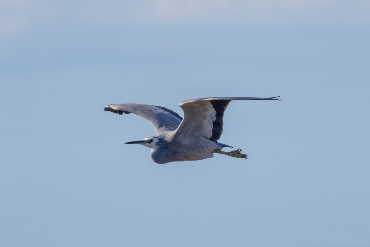 White-faced Heron - ML639047241