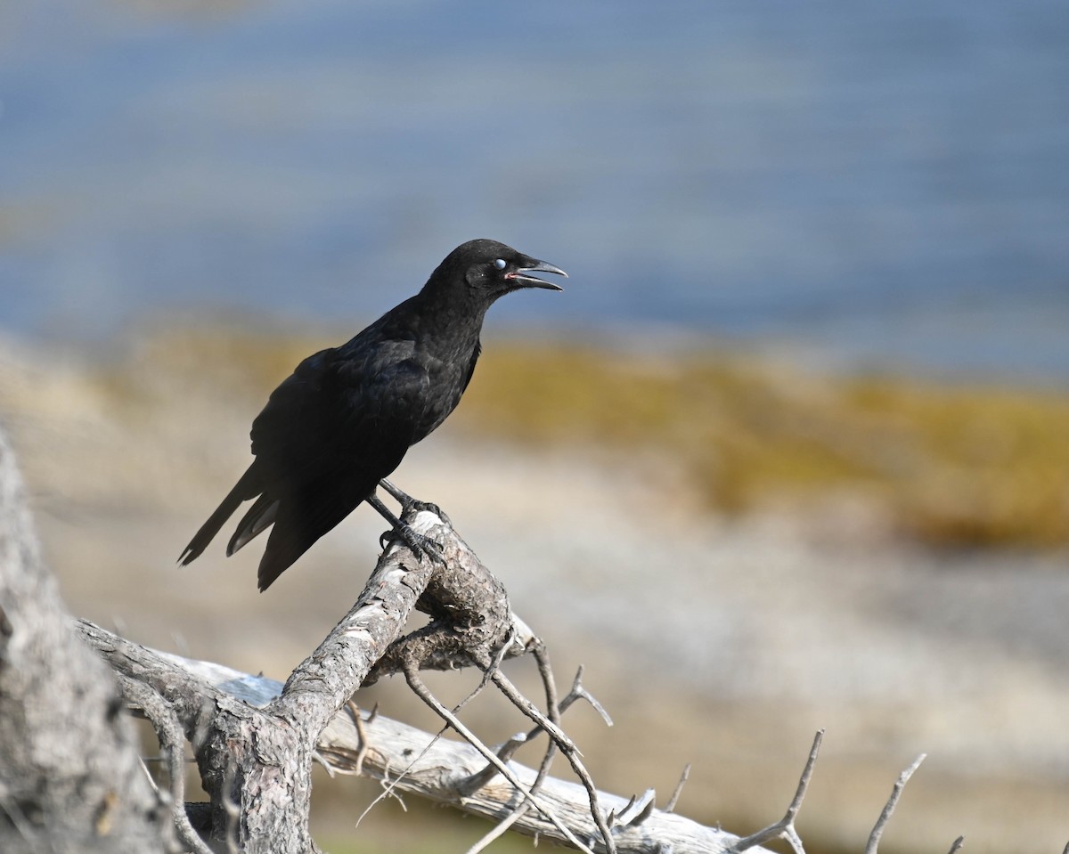 American Crow - ML639047242