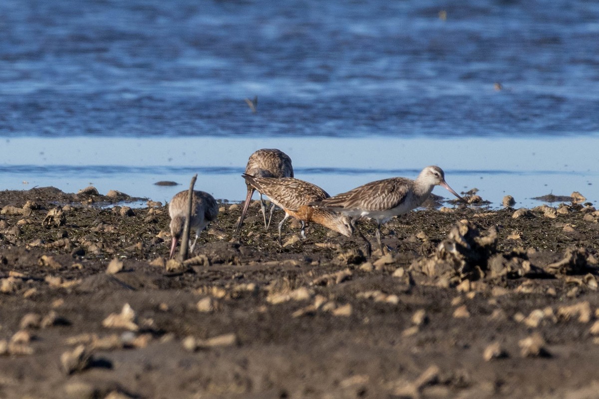 Bar-tailed Godwit (Siberian) - ML639047260