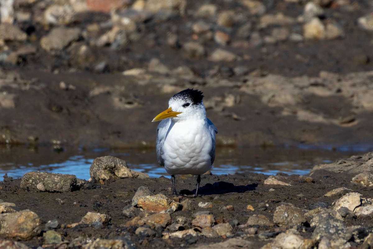 Great Crested Tern - ML639047261