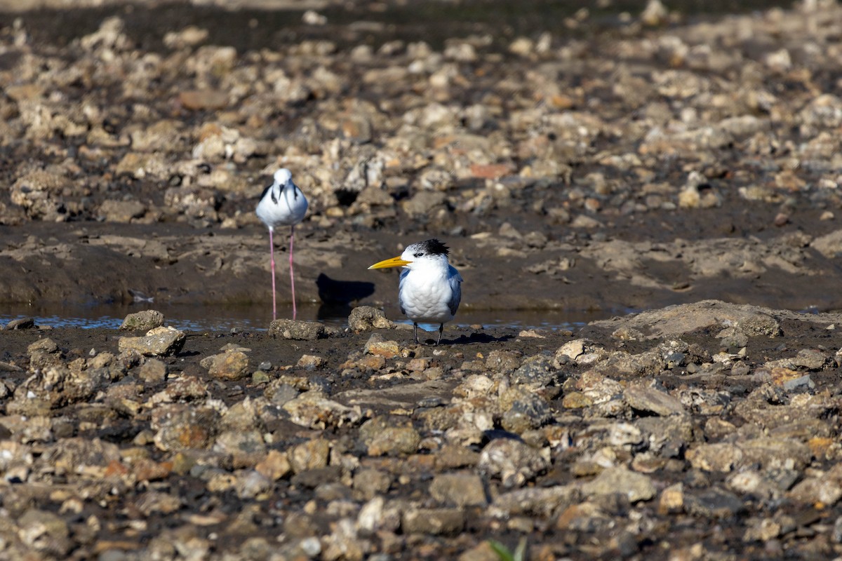 Great Crested Tern - ML639047265
