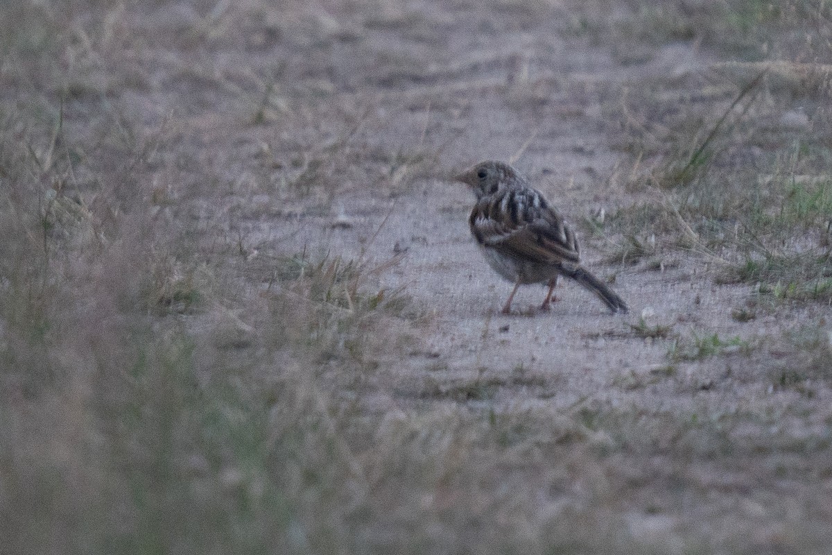 Vesper Sparrow - ML639047273