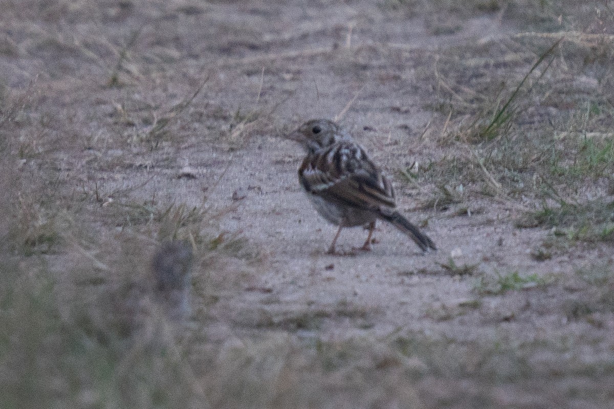 Vesper Sparrow - ML639047274