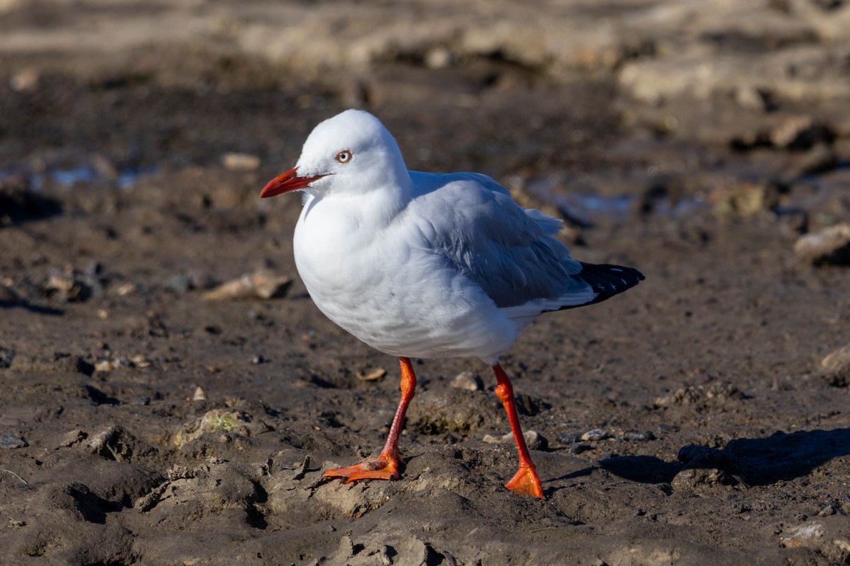 Silver Gull (Silver) - ML639047275