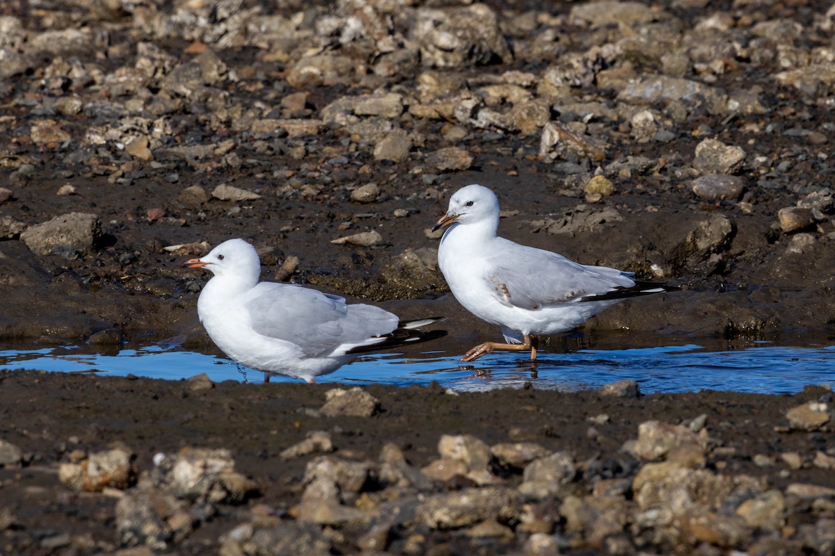 Silver Gull (Silver) - ML639047276