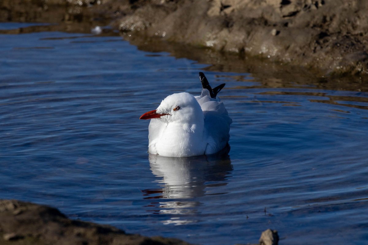 Silver Gull (Silver) - ML639047280