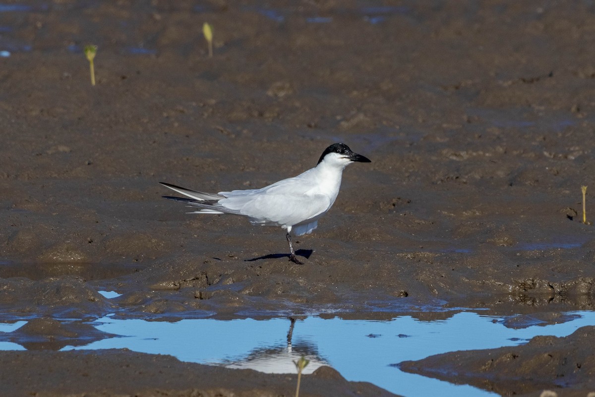 Australian Tern - ML639047282