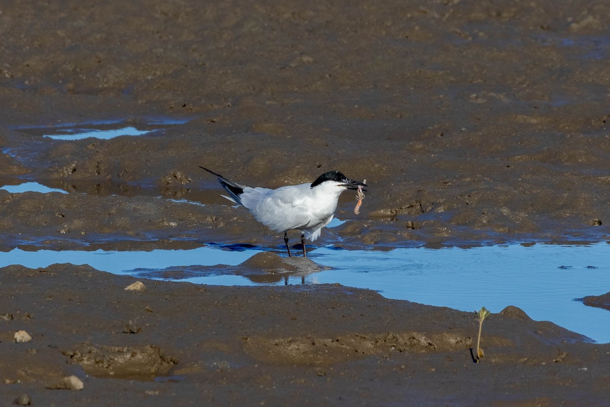 Australian Tern - ML639047283