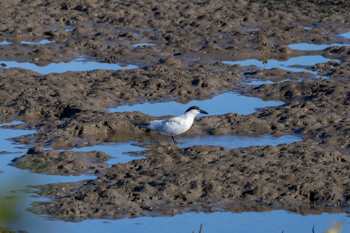 Australian Tern - ML639047284