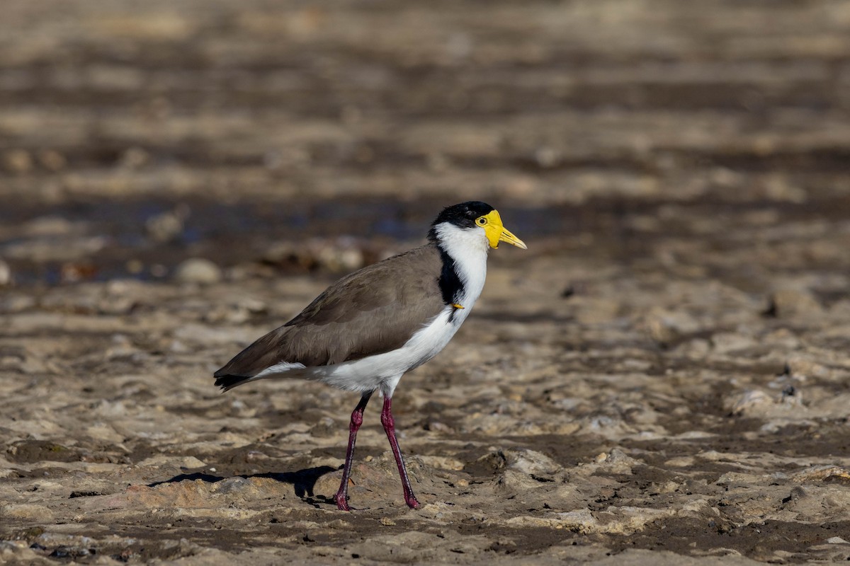 Masked Lapwing (Black-shouldered) - ML639047290