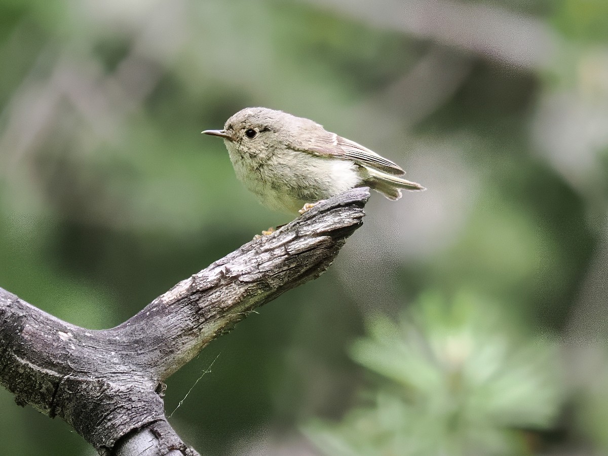 Ruby-crowned Kinglet - ML639047312