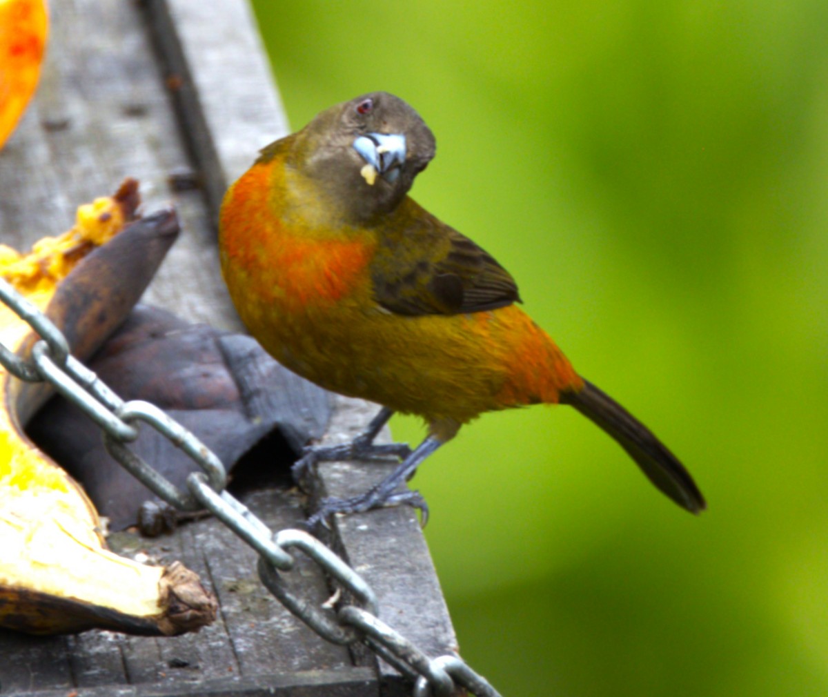 Scarlet-rumped Tanager - ML639047362