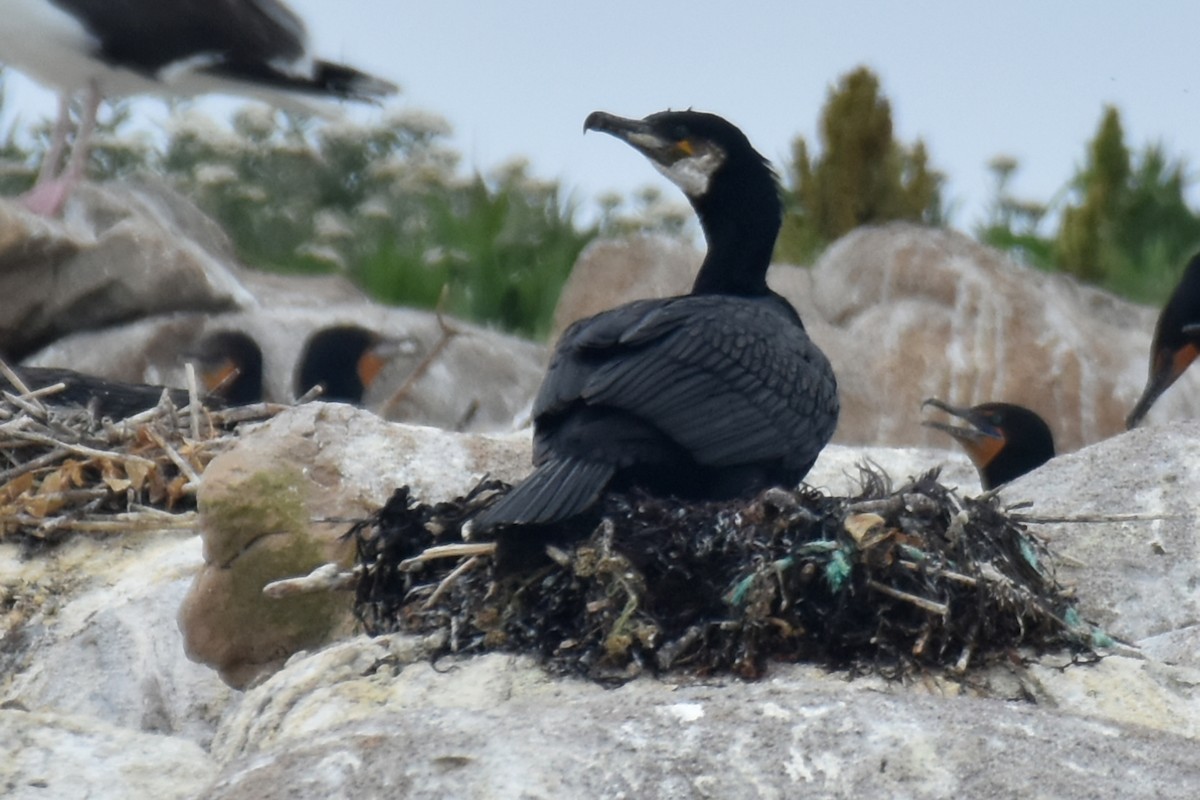 Great Cormorant - ML639047378