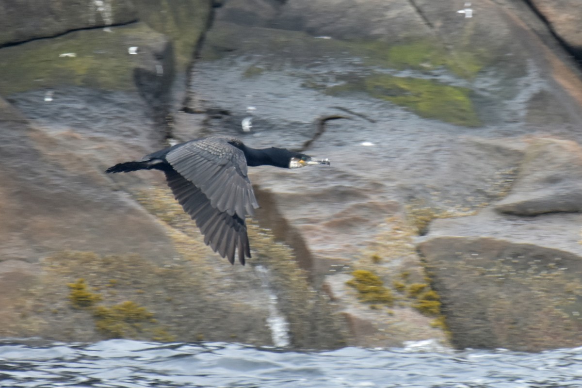 Great Cormorant - ML639047379