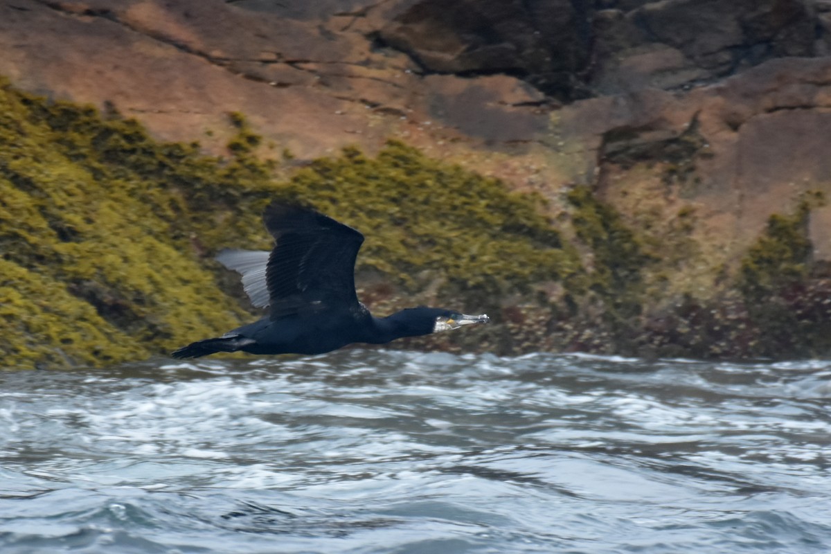 Great Cormorant - ML639047380