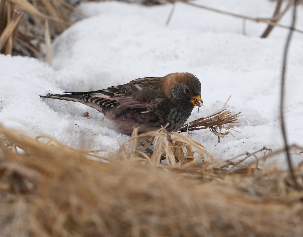 Asian Rosy-Finch - ML639047419