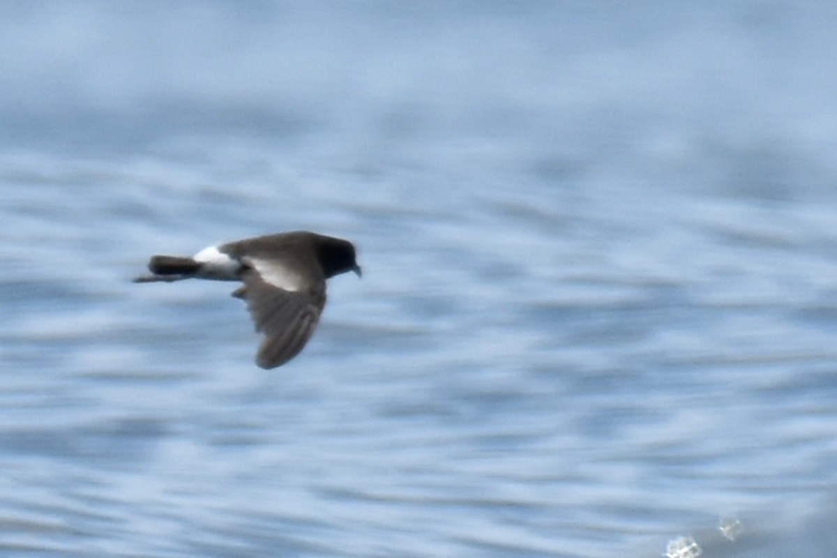 Wilson's Storm-Petrel - ML639047429