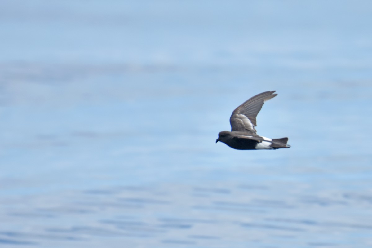 Wilson's Storm-Petrel - ML639047430