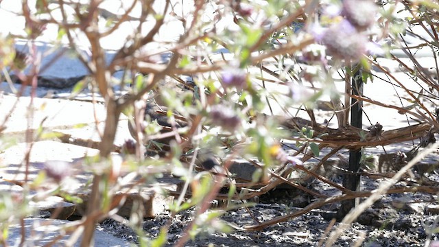 California Thrasher - ML639047434