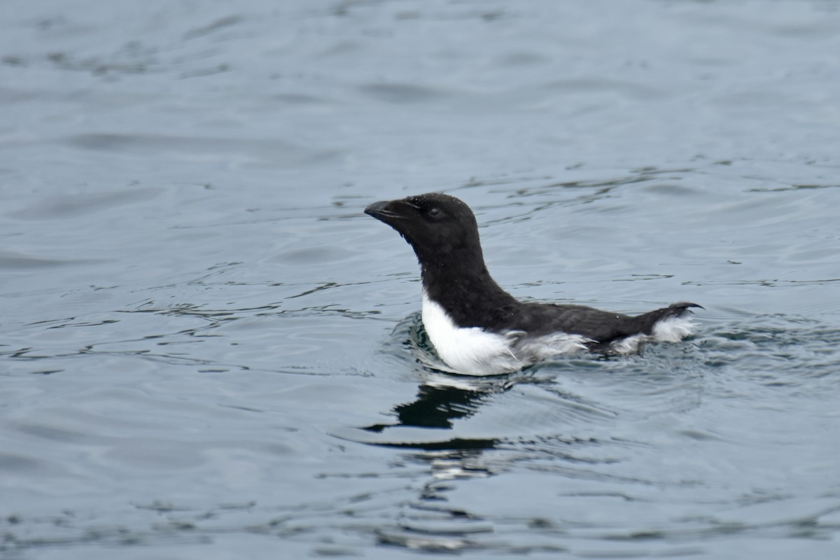 Razorbill - ML639047456