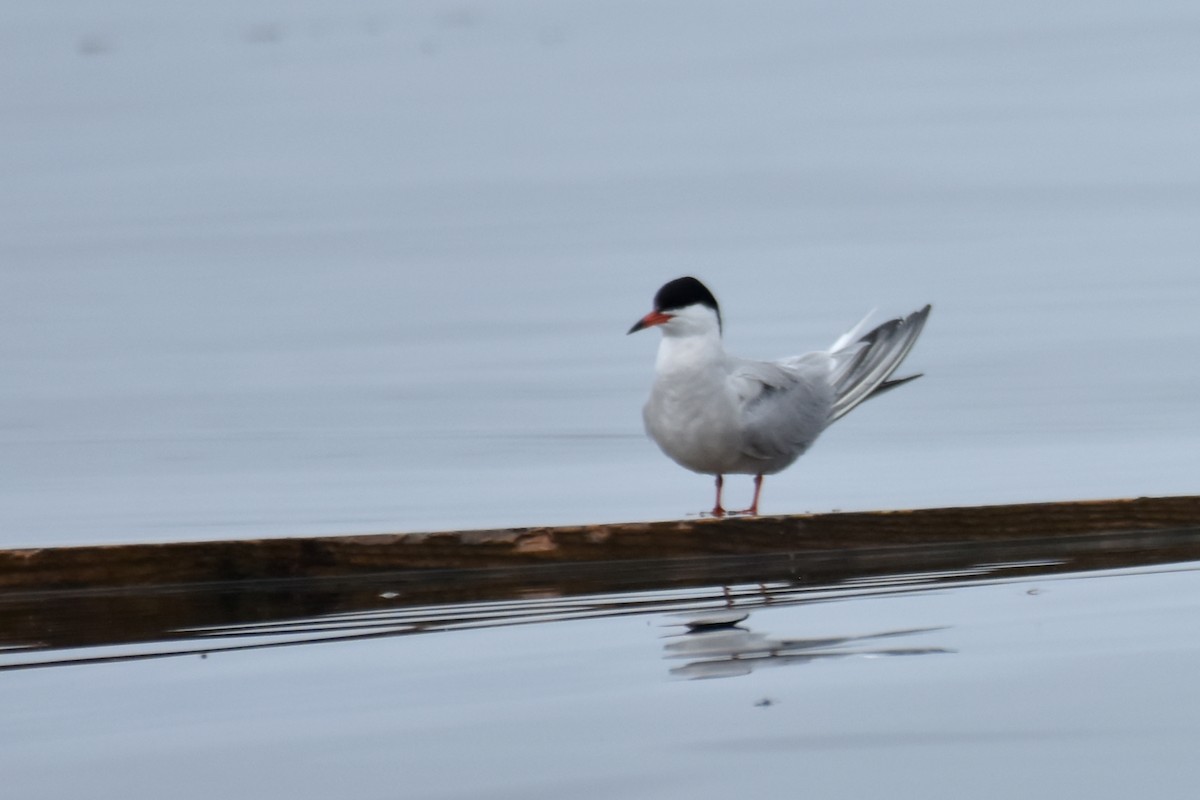 Common Tern - ML639047516