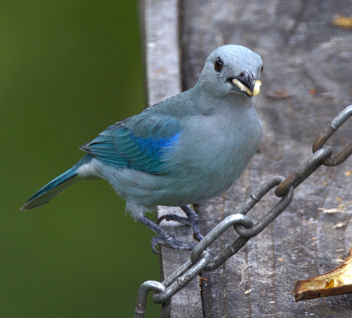 Blue-gray Tanager - ML639047580