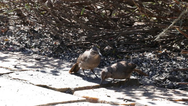 California Thrasher - ML639047592
