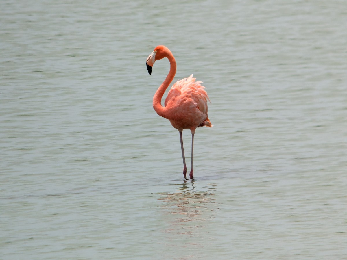 American Flamingo - ML639047599