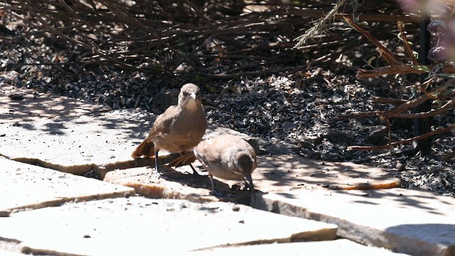 California Thrasher - ML639047643