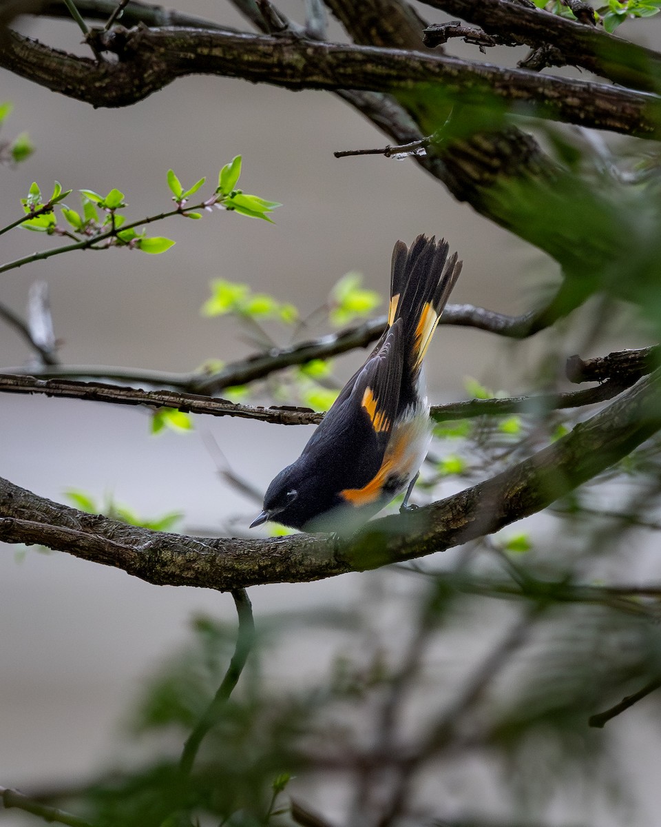 American Redstart - ML639047660