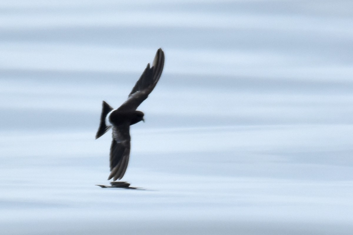 Wilson's Storm-Petrel - ML639047729