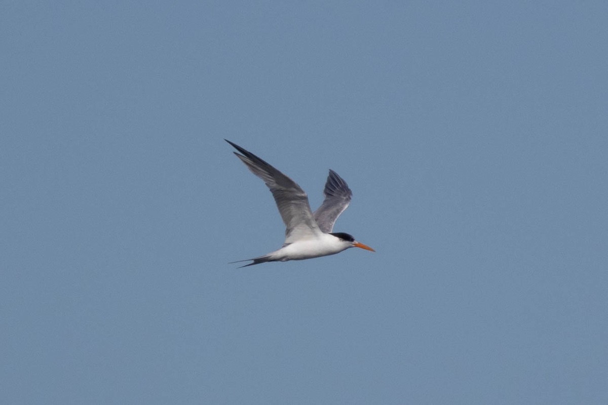 Lesser Crested Tern - ML639047758