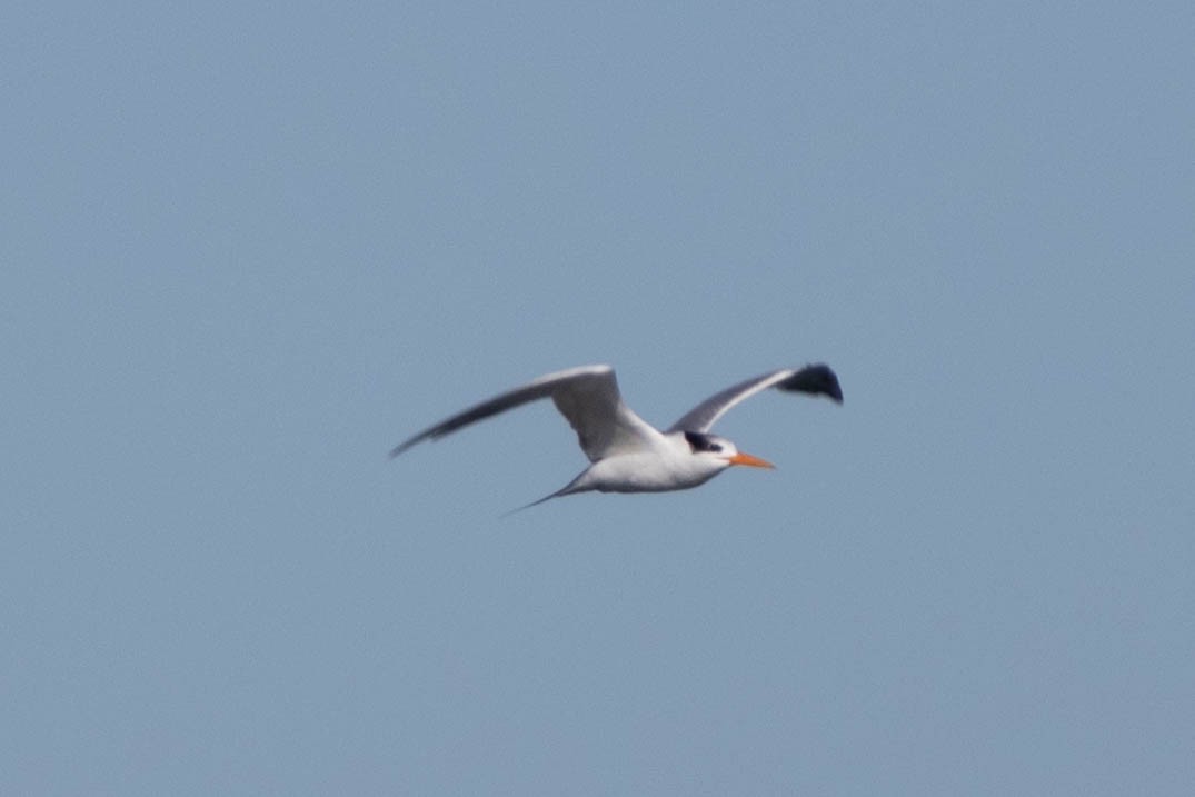 Lesser Crested Tern - ML639047759