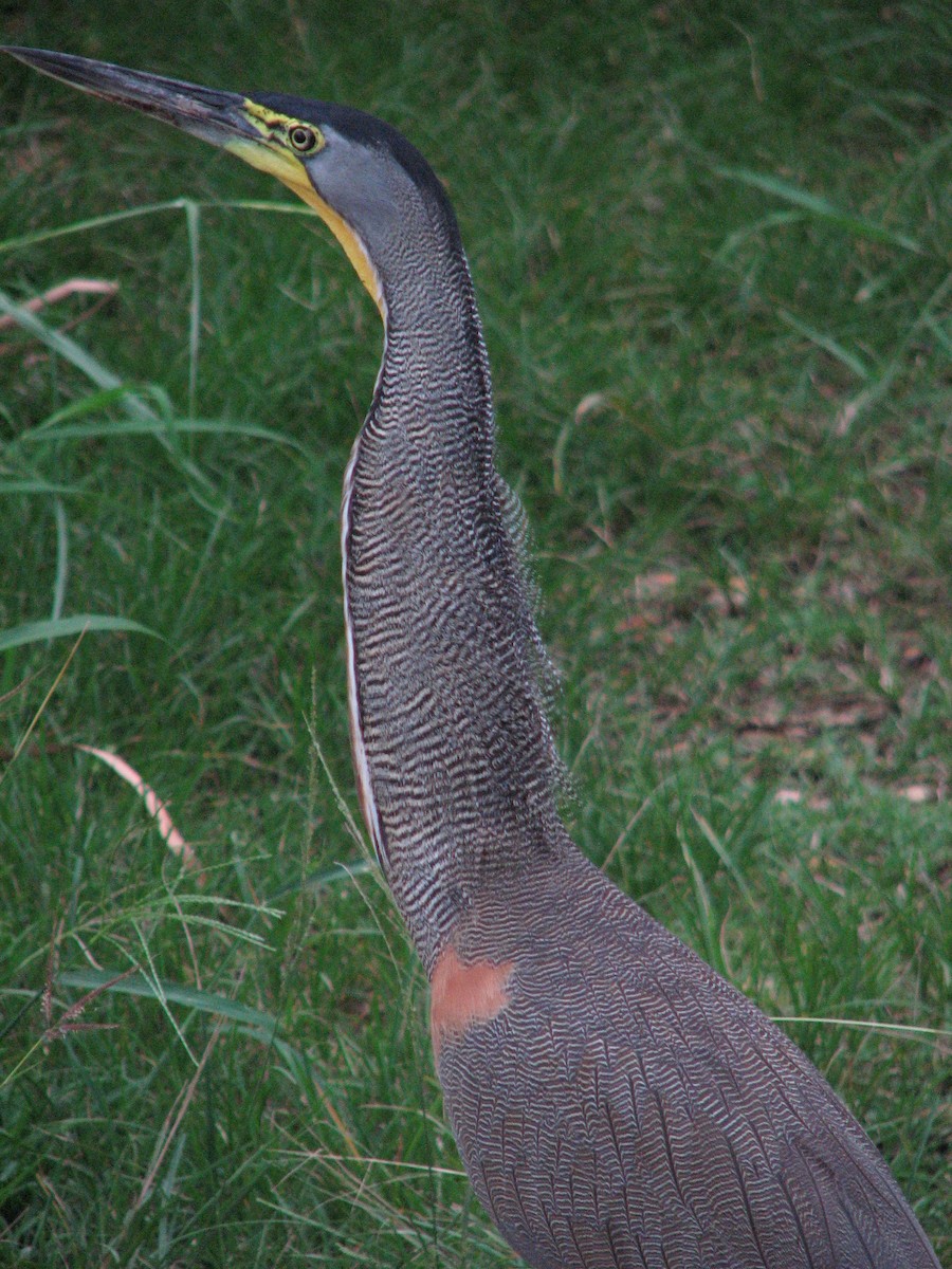 Bare-throated Tiger-Heron - ML639047769