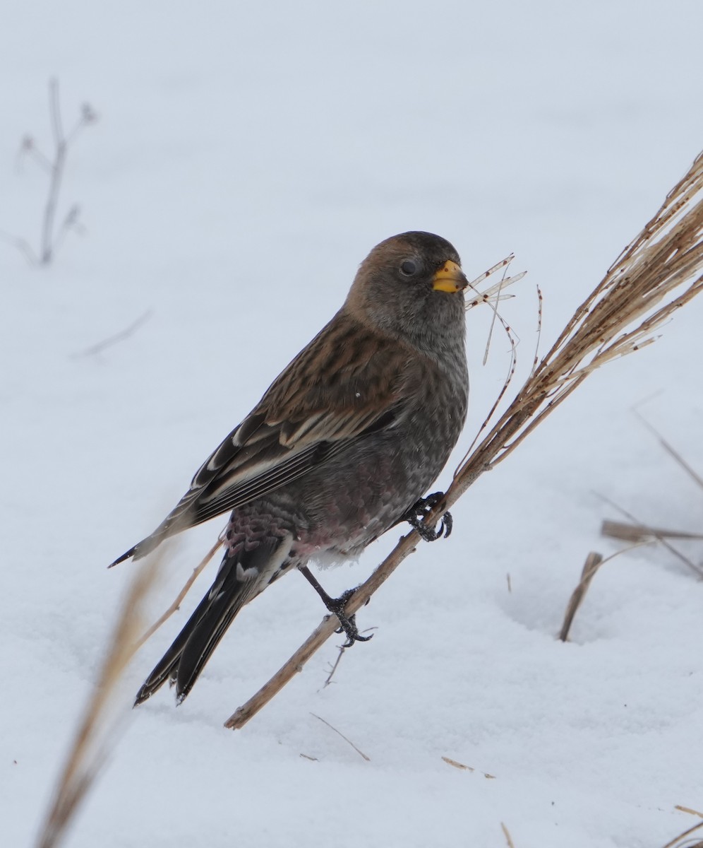 Asian Rosy-Finch - ML639047776