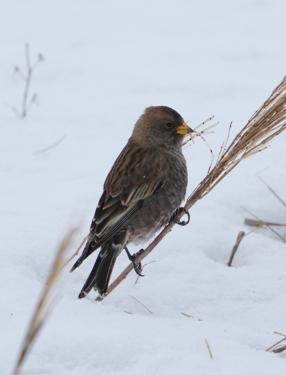 Asian Rosy-Finch - ML639047777