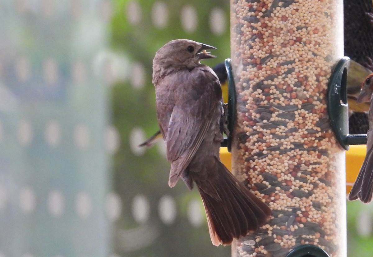 Brown-headed Cowbird - ML639047803