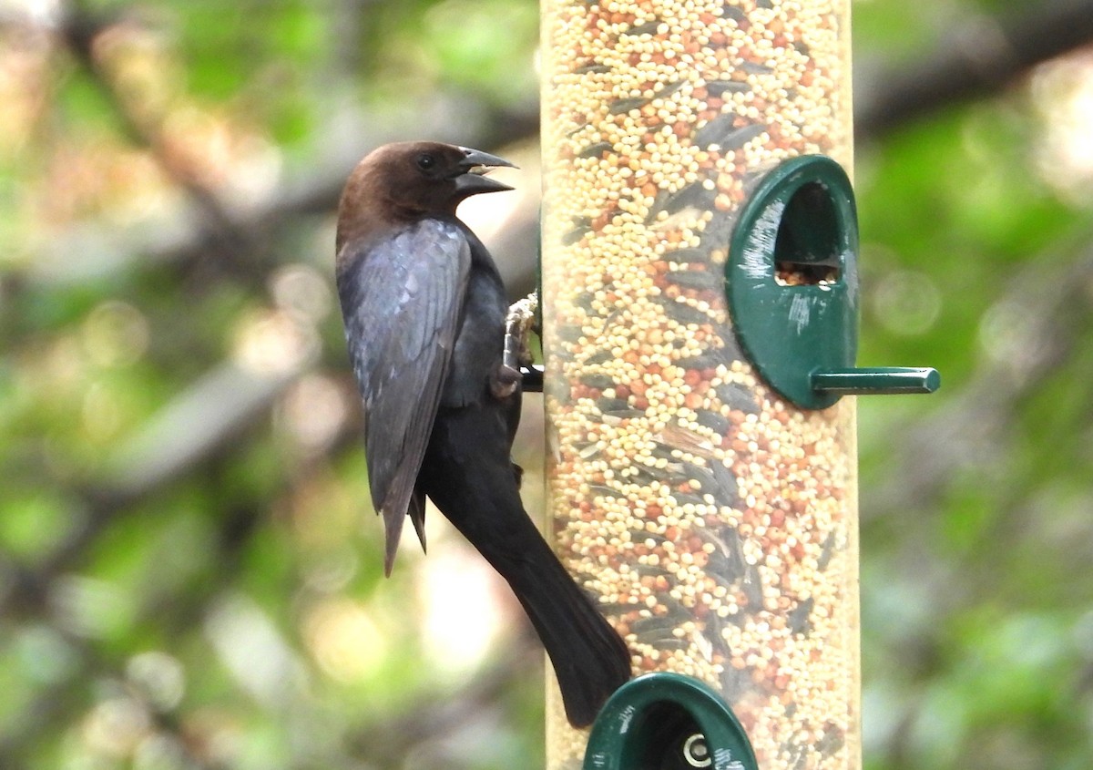 Brown-headed Cowbird - ML639047804