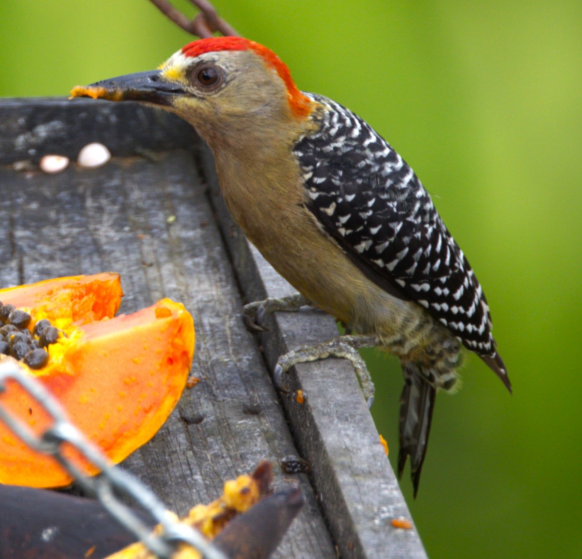 Red-crowned Woodpecker - ML639047883