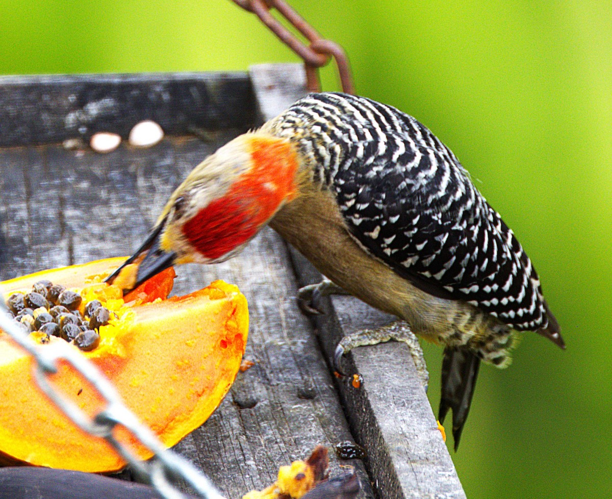 Red-crowned Woodpecker - ML639047884