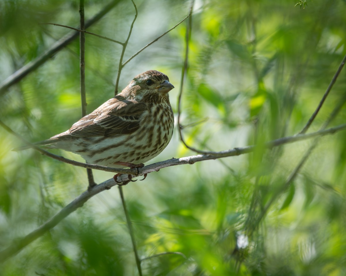 Purple Finch - ML639047889