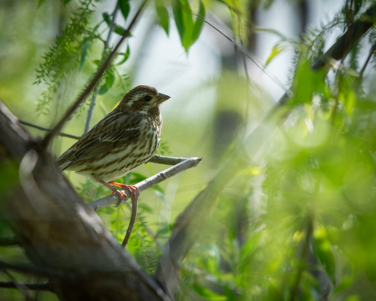 Purple Finch - ML639047890