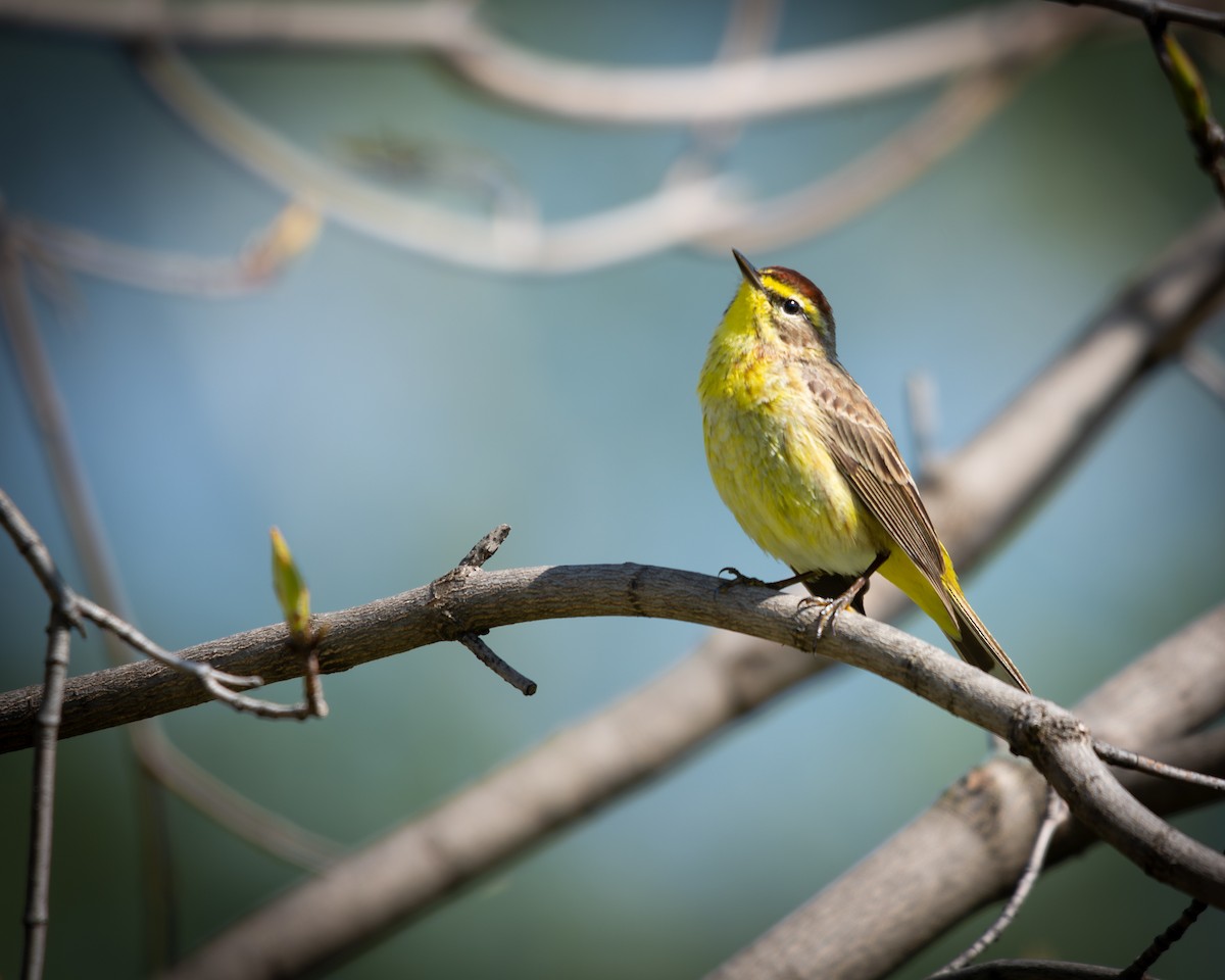 Palm Warbler - ML639047891