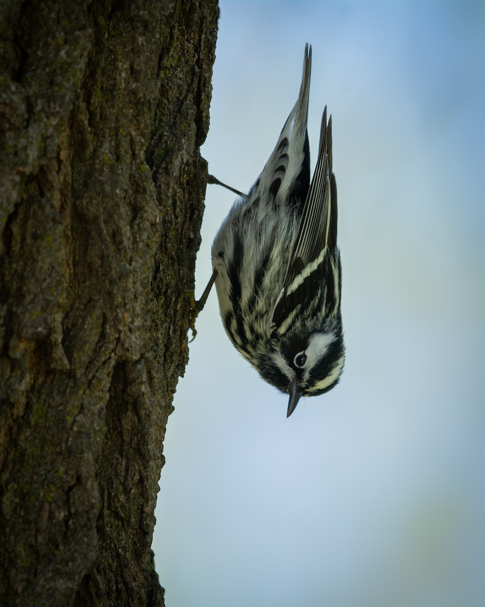 Black-and-white Warbler - ML639047892