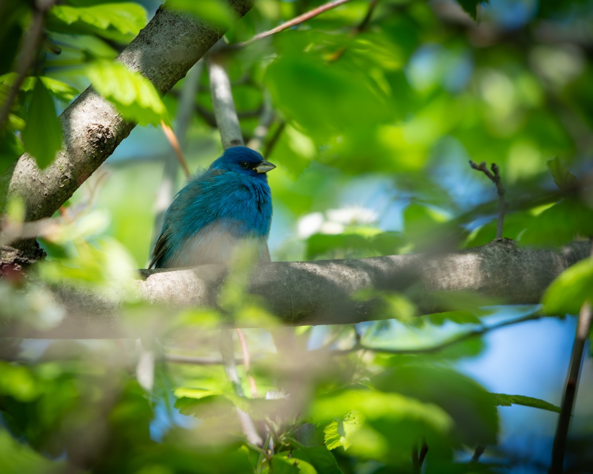 Indigo Bunting - ML639047897